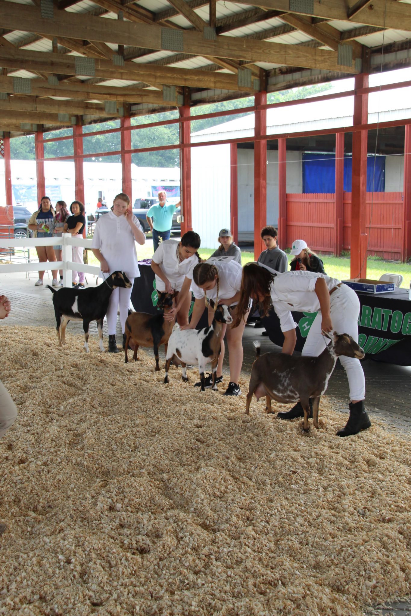 Goat Show - Saratoga County Fair